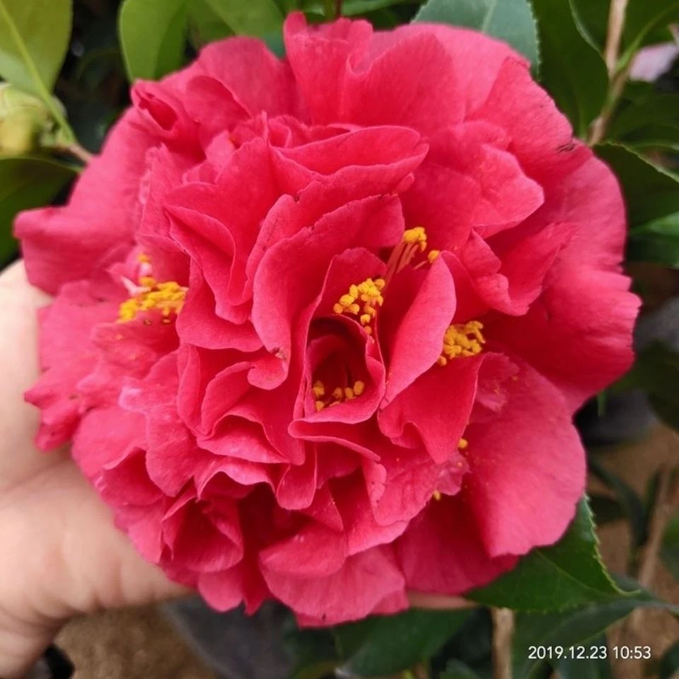 山茶花-克瑞莫-大花型开花一到两色-（大红色-桃红色）