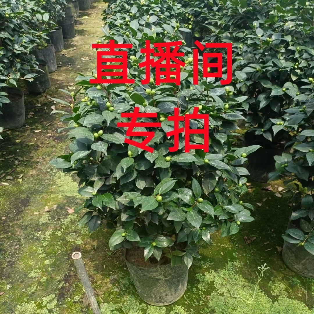 山茶花-品种综合链接,一物一拍,以直播间为准