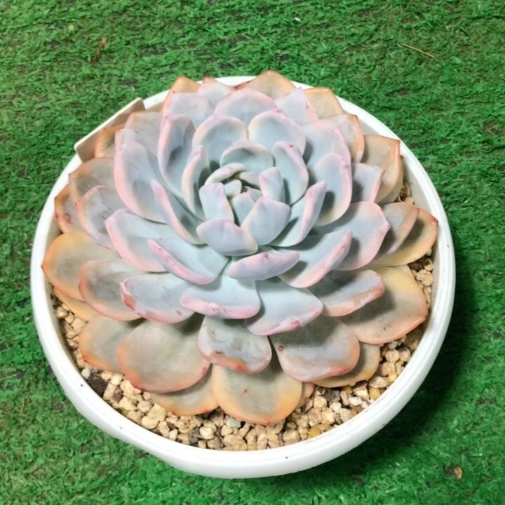 18厘米大冠幅梦露锦