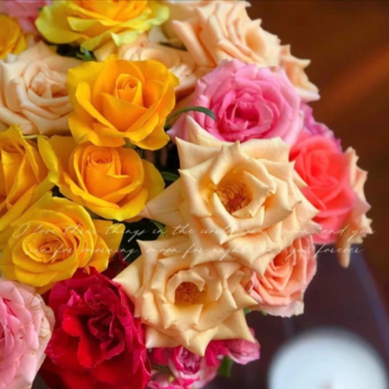 混色月季 一盆多棵 四季开花 盆栽月季