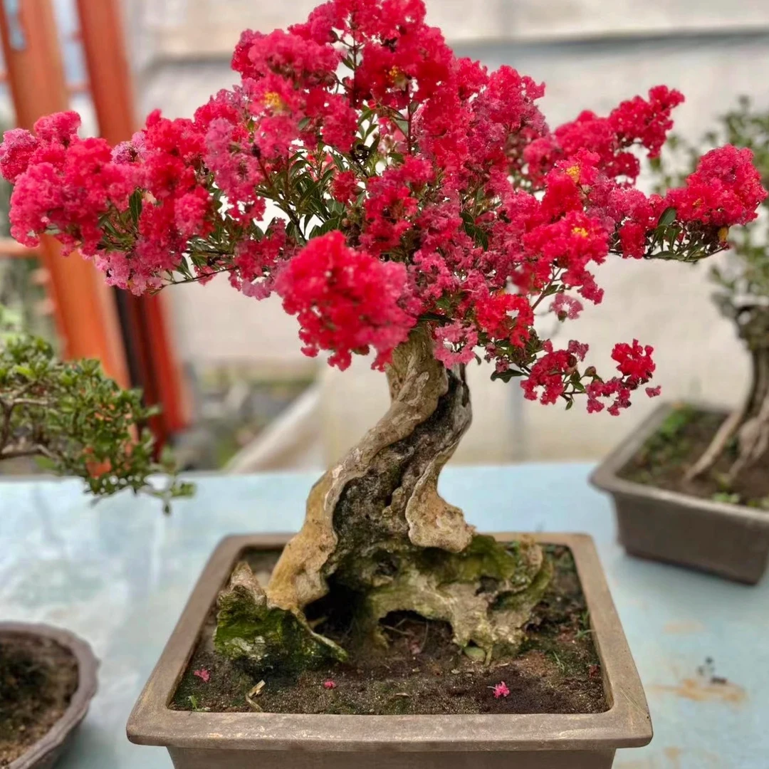 紫薇老桩盆景放漏