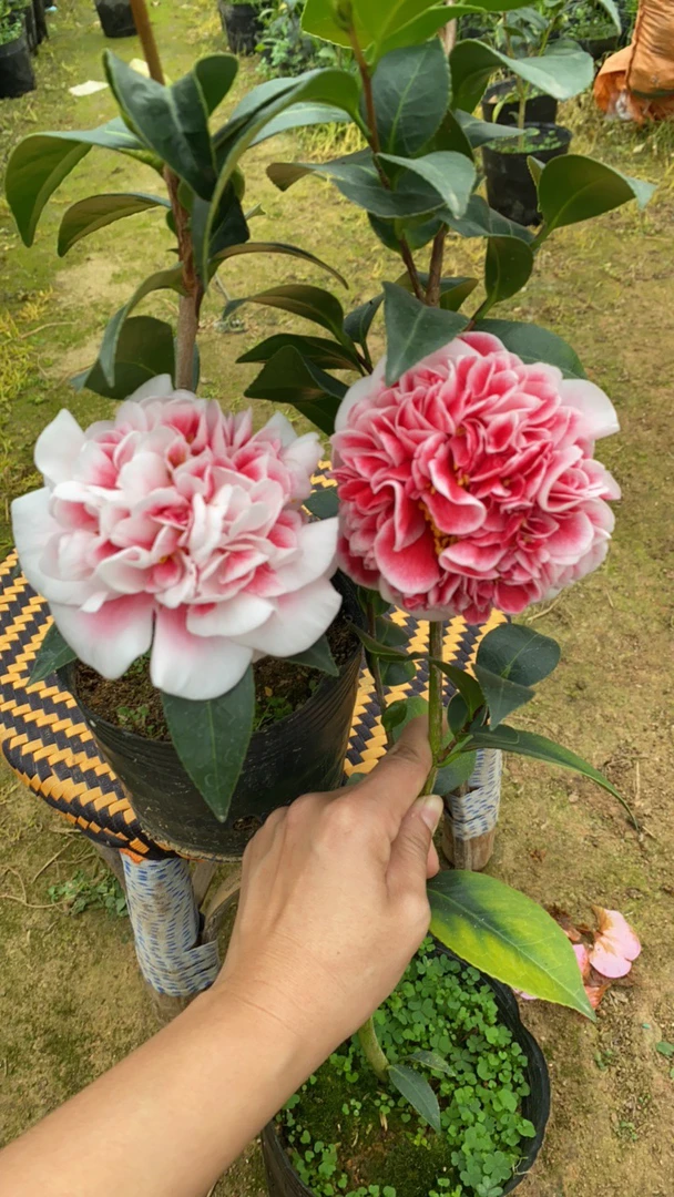 彩虹天使 名贵品种 35