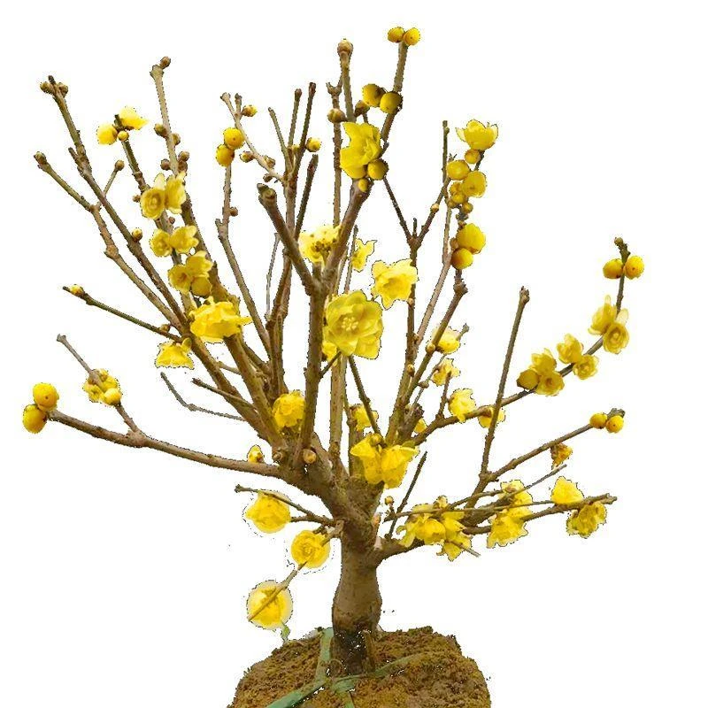 素心腊梅老桩盆景耐旱腊梅花耐寒浓香型庭院阳台盆栽植物一物一拍