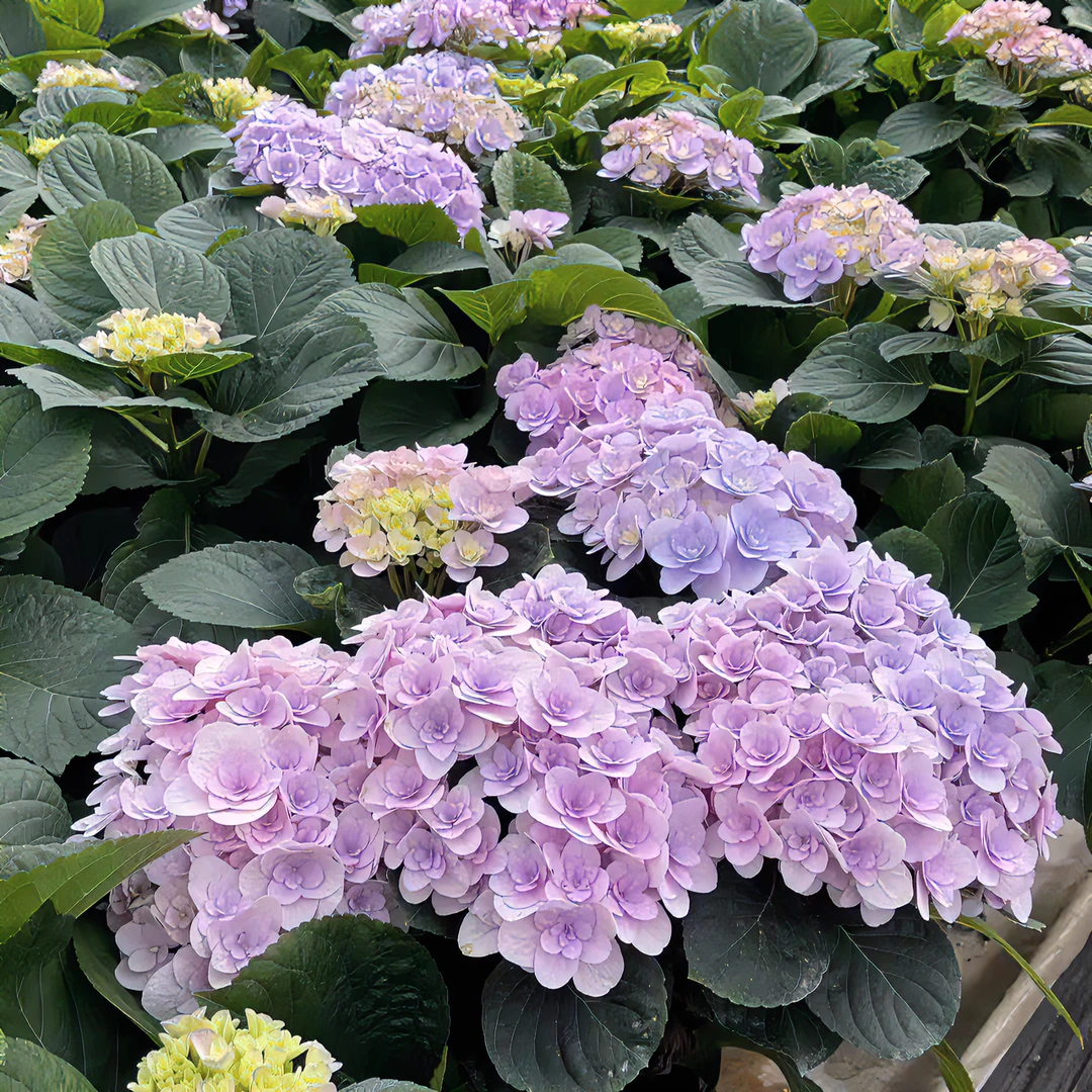 合生花境佛罗伦蒂娜  绣球花盆栽 花卉 5个花头  开花发货（180#）