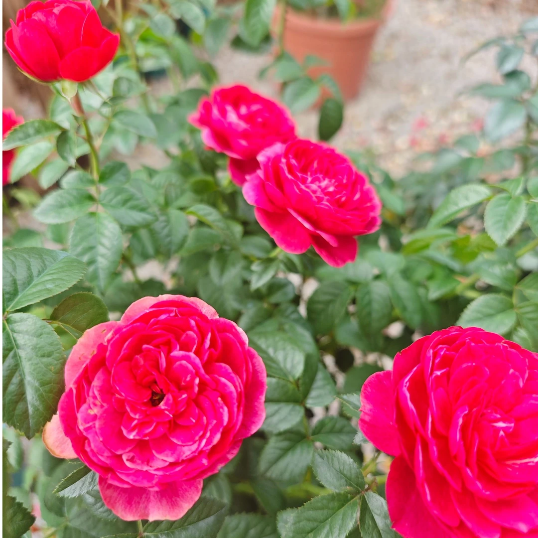 合生花境口红 月季棒棒糖 盆栽花卉花苞发货庭院阳台 2加仑