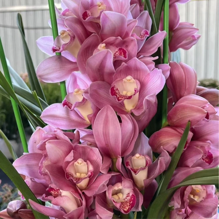 浅粉色 福星 吐红唇  3支花剑  带花苞发货