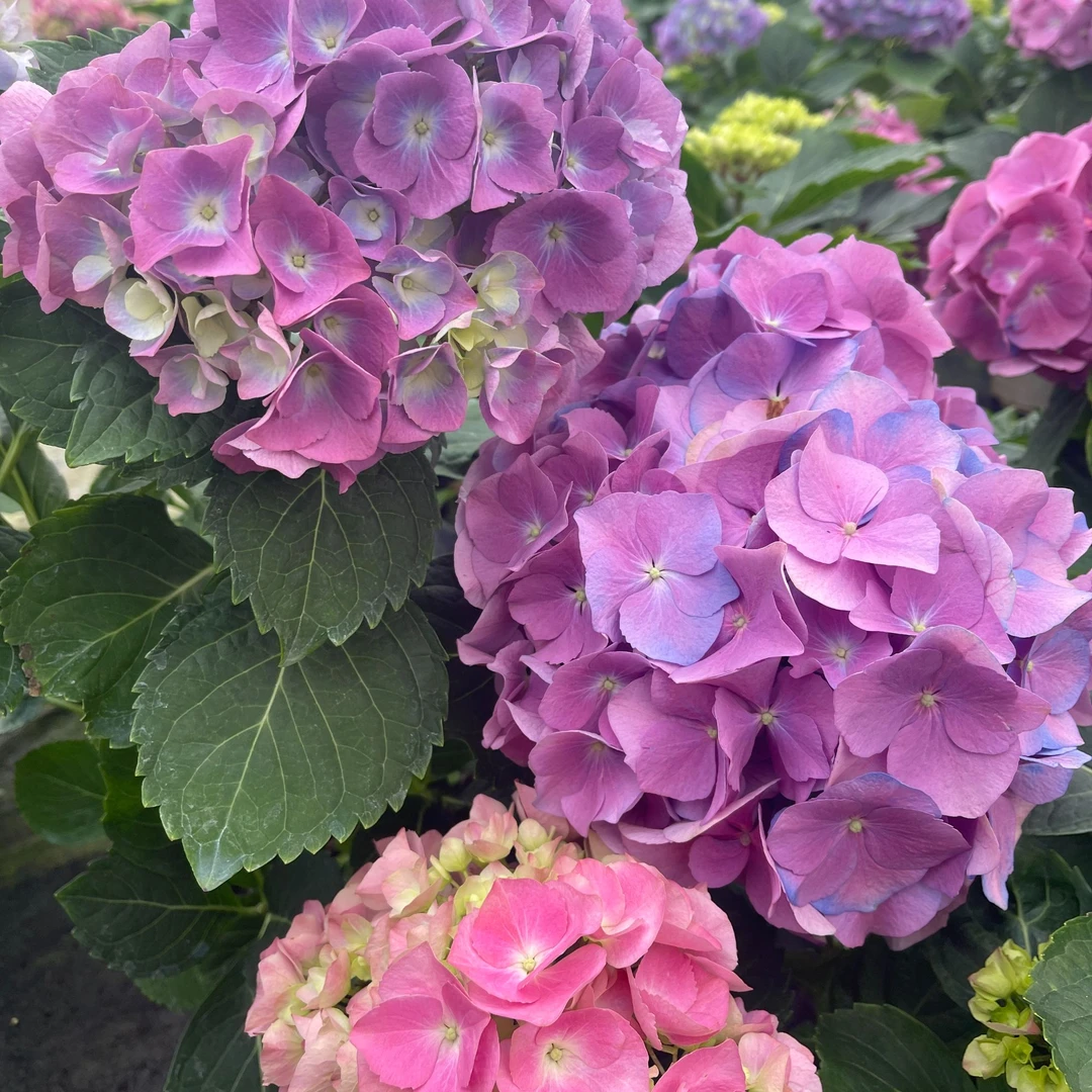 合生花境小海蓝绣球   1加仑  开花发货
