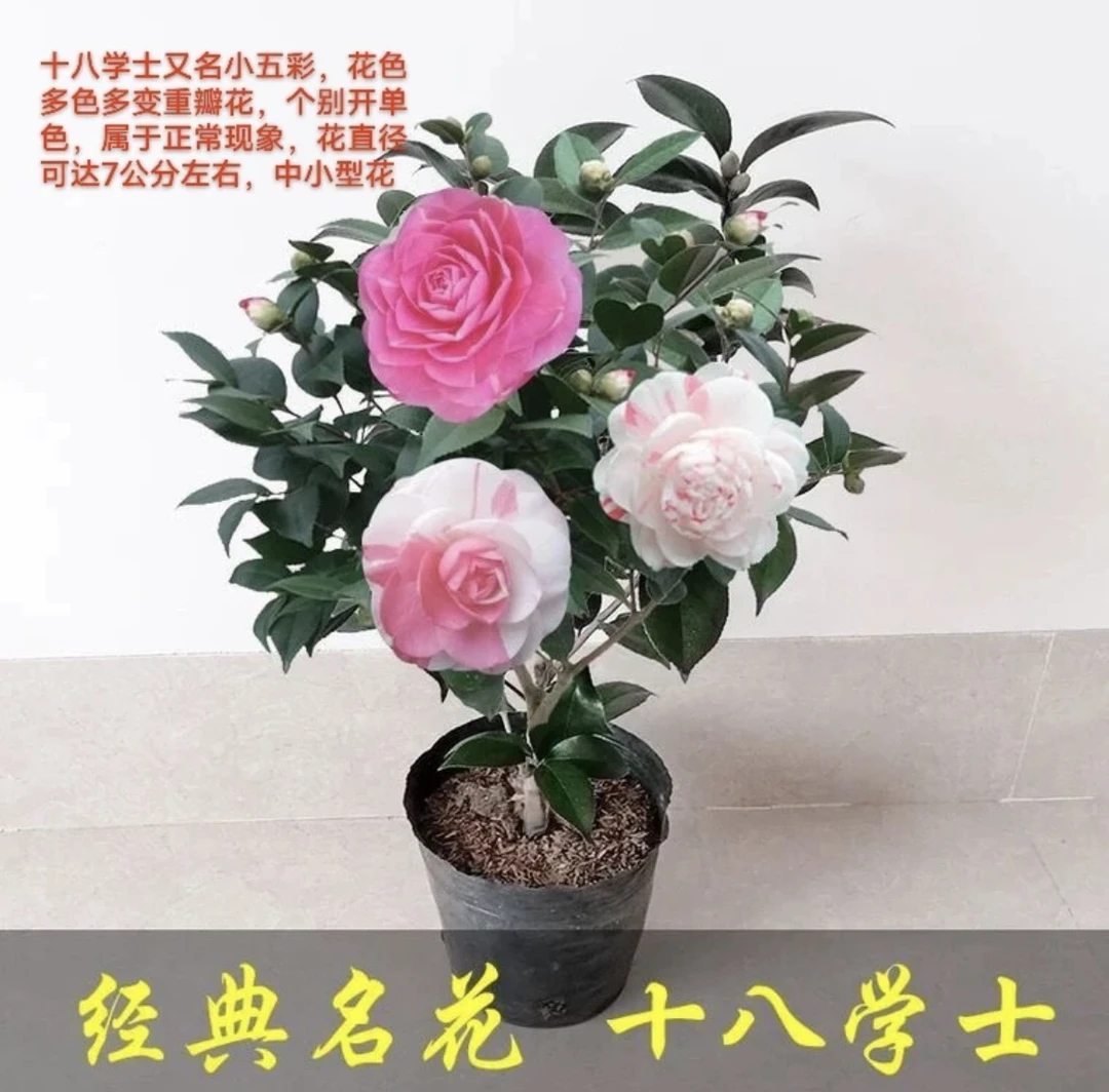 【小雷家花卉】十八学士 品种茶花 一树多色精美 露色花苞