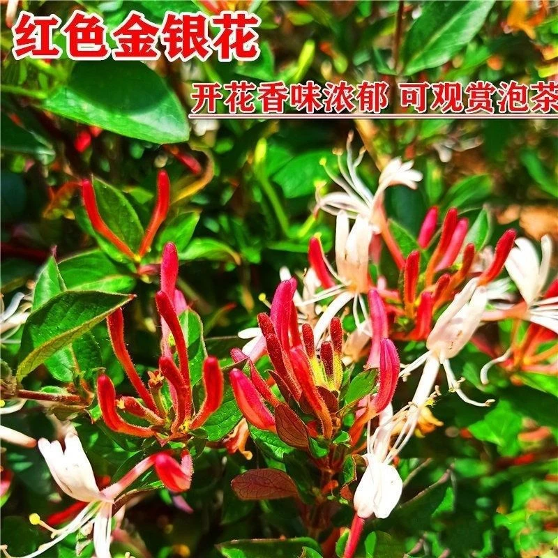 四季金银花食用树形盆栽地栽花卉绿植窗台庭院盆景金银花爬藤泡茶
