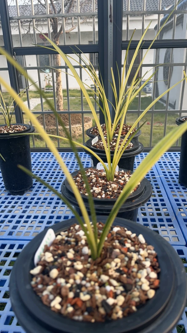 惠兰艺草各种新老品种