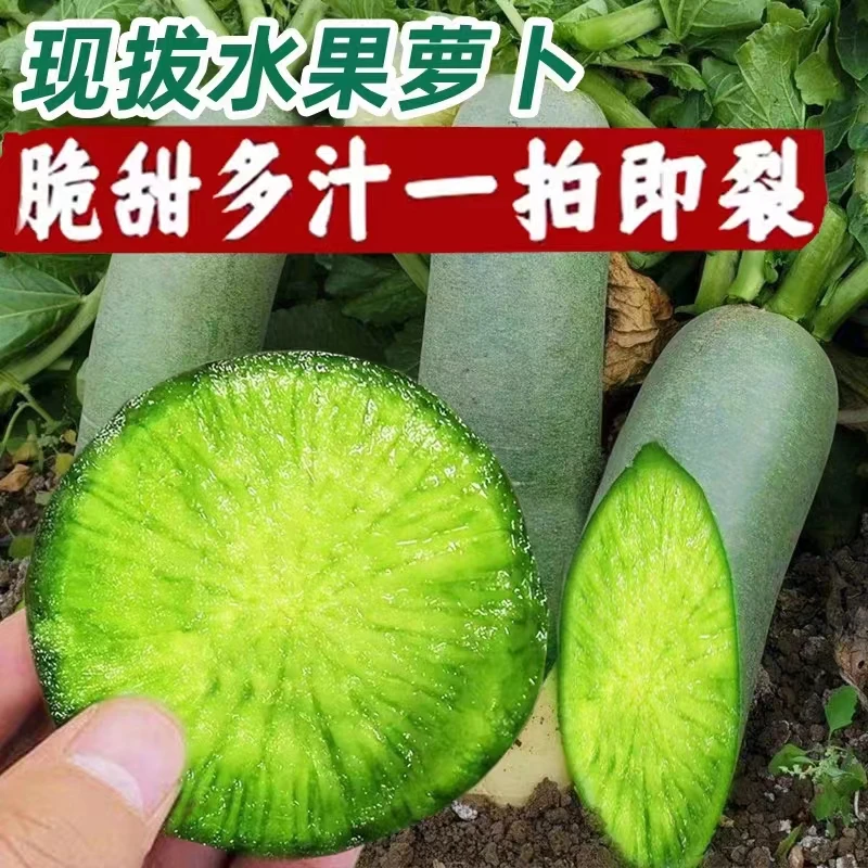 【春福盛】潍坊水果萝卜5斤装