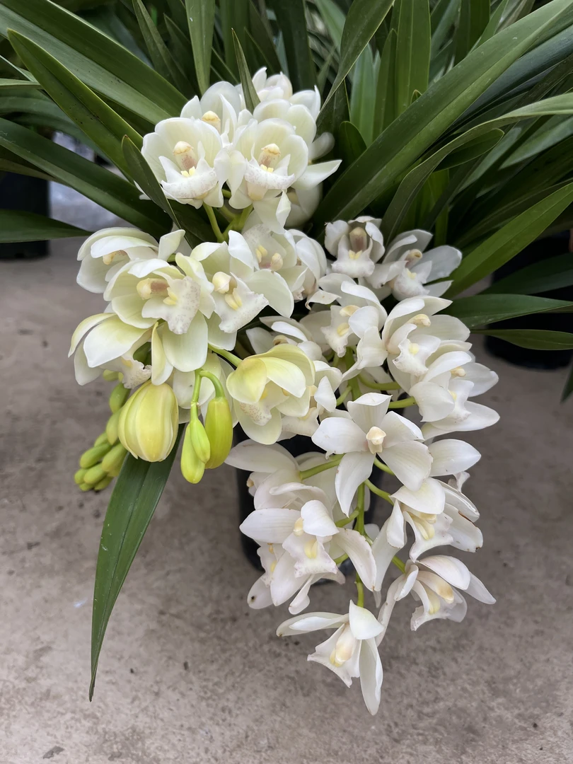【冰瀑】新品大花惠兰 年宵花 落地摆放盆栽花朵