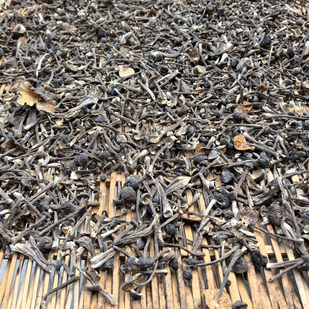 【陈孟助农】城口大巴山黑皮鸡枞菌/