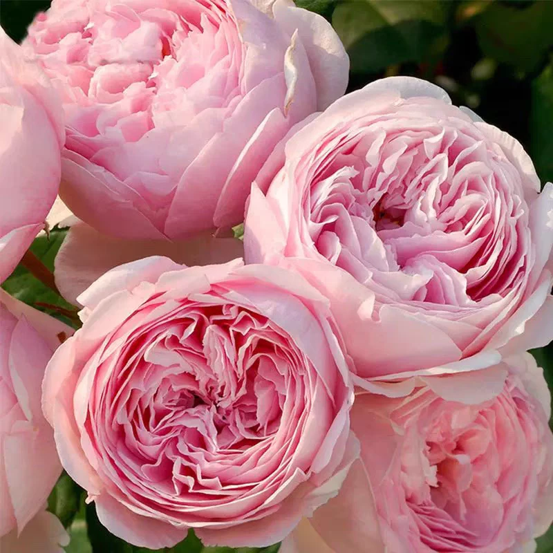 藤本杰夫汉密尔顿，大花浓香，，可灌木。