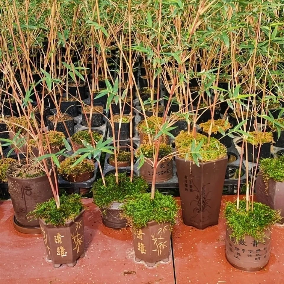 红观音竹盆栽室内外适用可用于庭院装饰的四季绿植