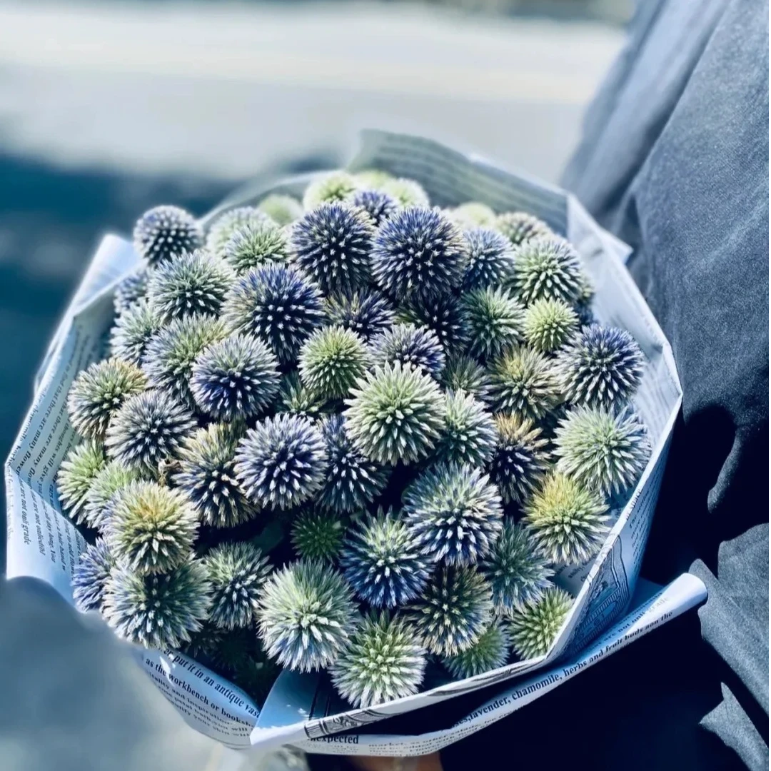 【夏日清凉花材-蓝星球】顺丰包邮 高品质刺芹鲜切花基地直采直发