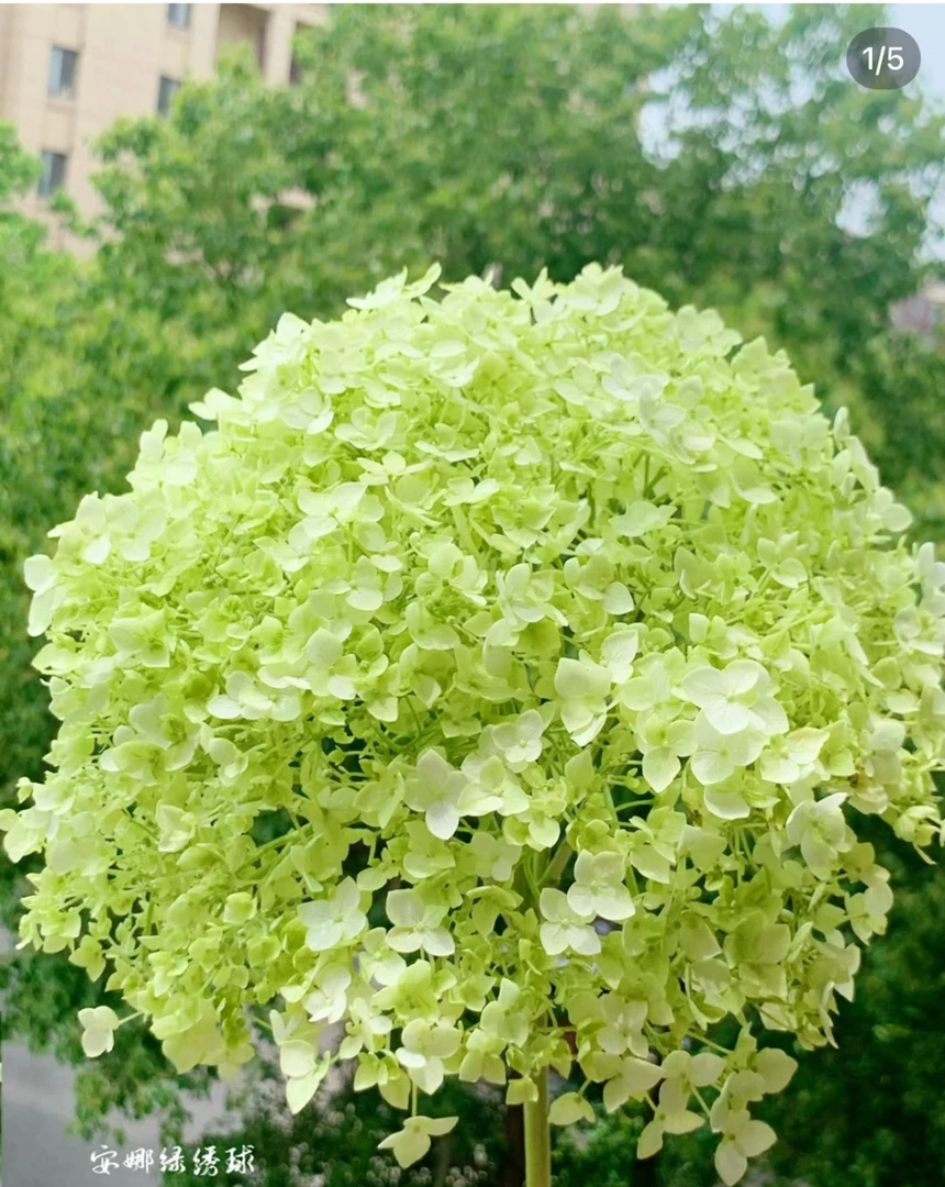 高品质【AAA无敌贝拉安娜】云南鲜花基地现采现发可做干花