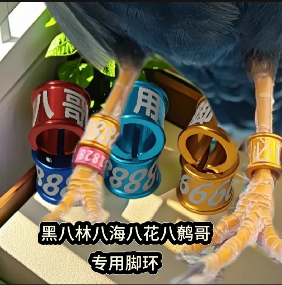豪华新款八哥鹩哥专用脚环鹦鹉八哥鸟用专用脚环免费刻字定制