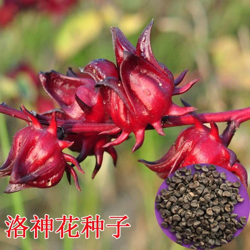 乐众青山【洛神花种子】红桃k种子花籽四季阳台种籽玫瑰茄苗盆栽