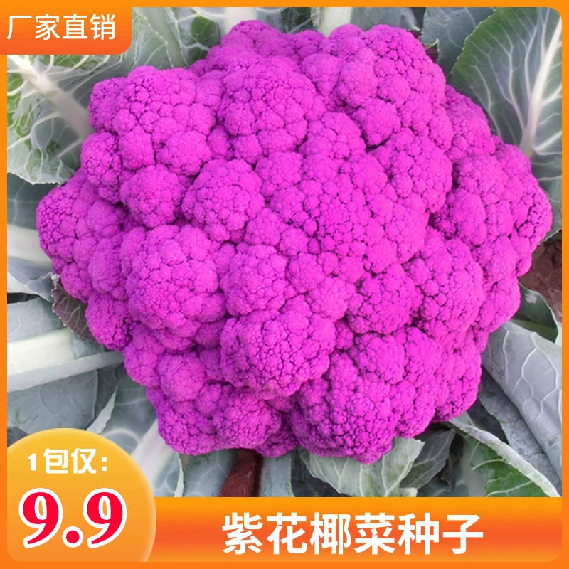 紫花菜种子花椰菜种子
