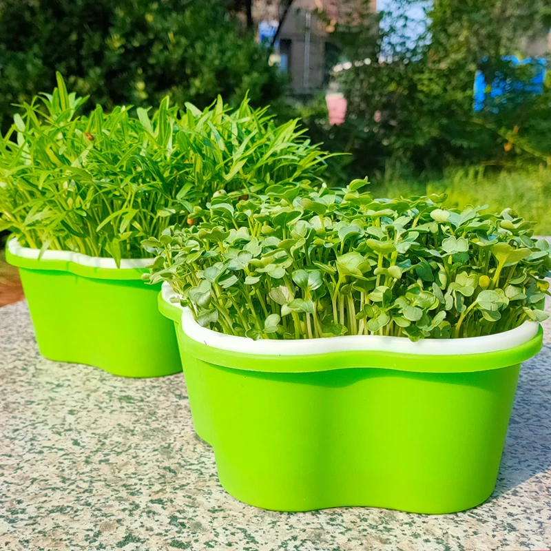 乐众青山新款花瓣型水培芽苗菜多彩种植盒育苗盘葱苗大蒜苗水培盘