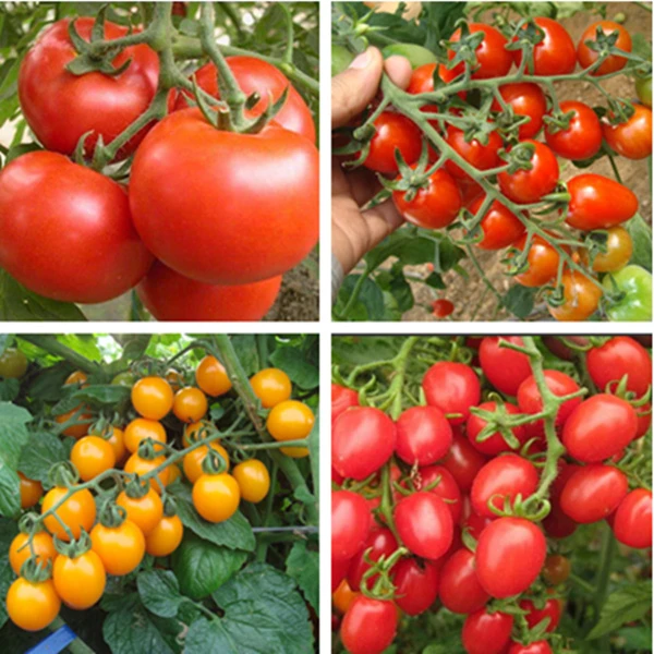 各种西红柿苗番茄苗