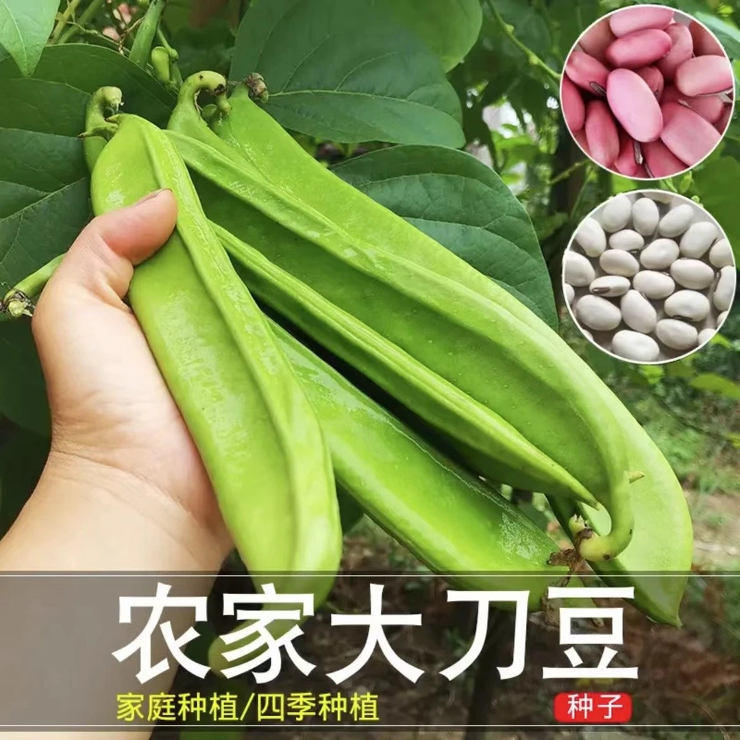 乐众青山大刀豆种子霸王大刀豆巨型大豆角种籽四季蔬菜豆角种子