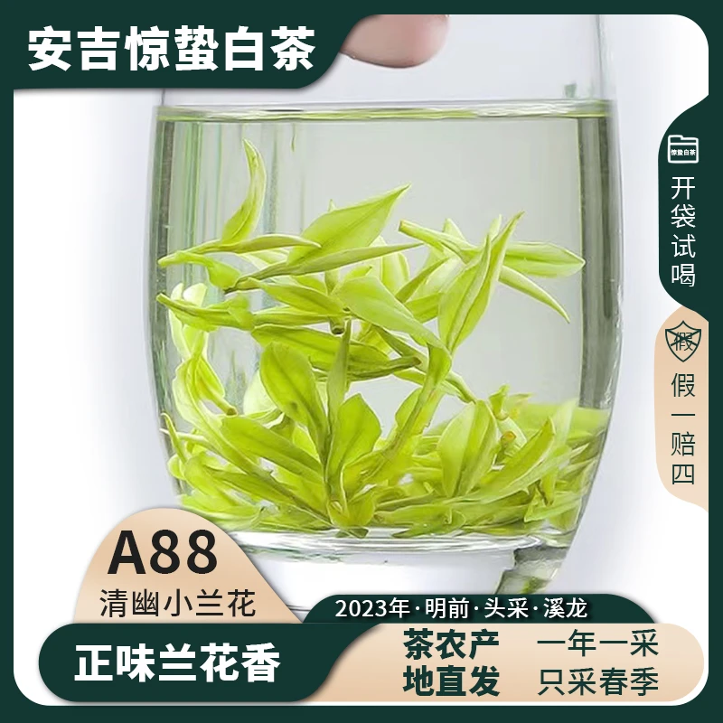 【2023高山头采新粉福利茶 A88】安吉高山白茶正味兰花香鲜爽回甘