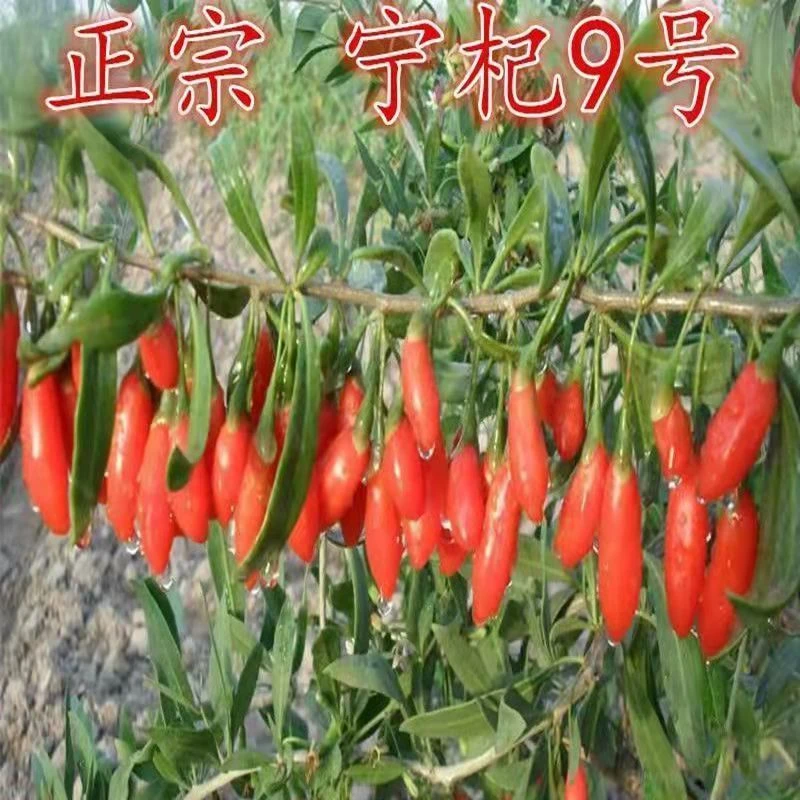 枸杞苗红枸杞树苗宁夏宁杞9号大果枸杞树当年结果红枸杞盆栽地栽