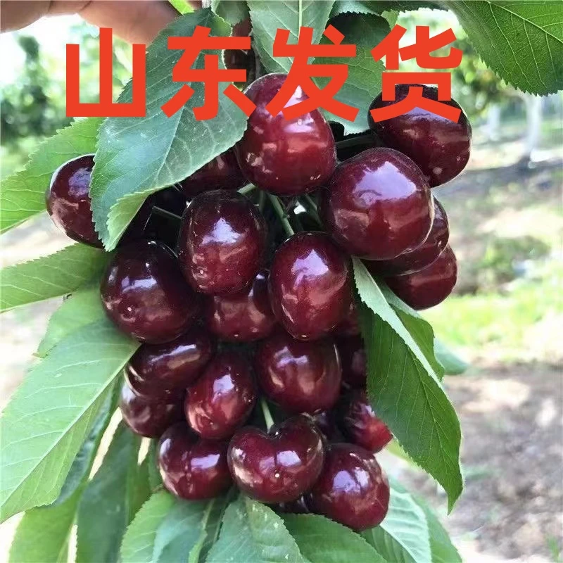 二棵装4AAAA级车厘子大樱桃苗南方北方种植成活阳台盆栽地栽庭院