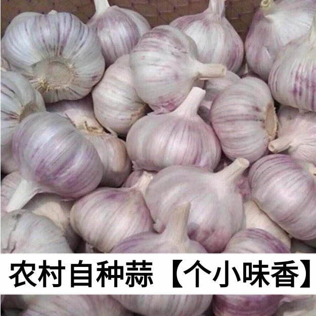 【大蒜】炒菜做菜 山货土货