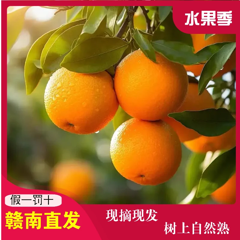 专属鑫达农业赣南脐橙产地直发新鲜采摘包邮多汁