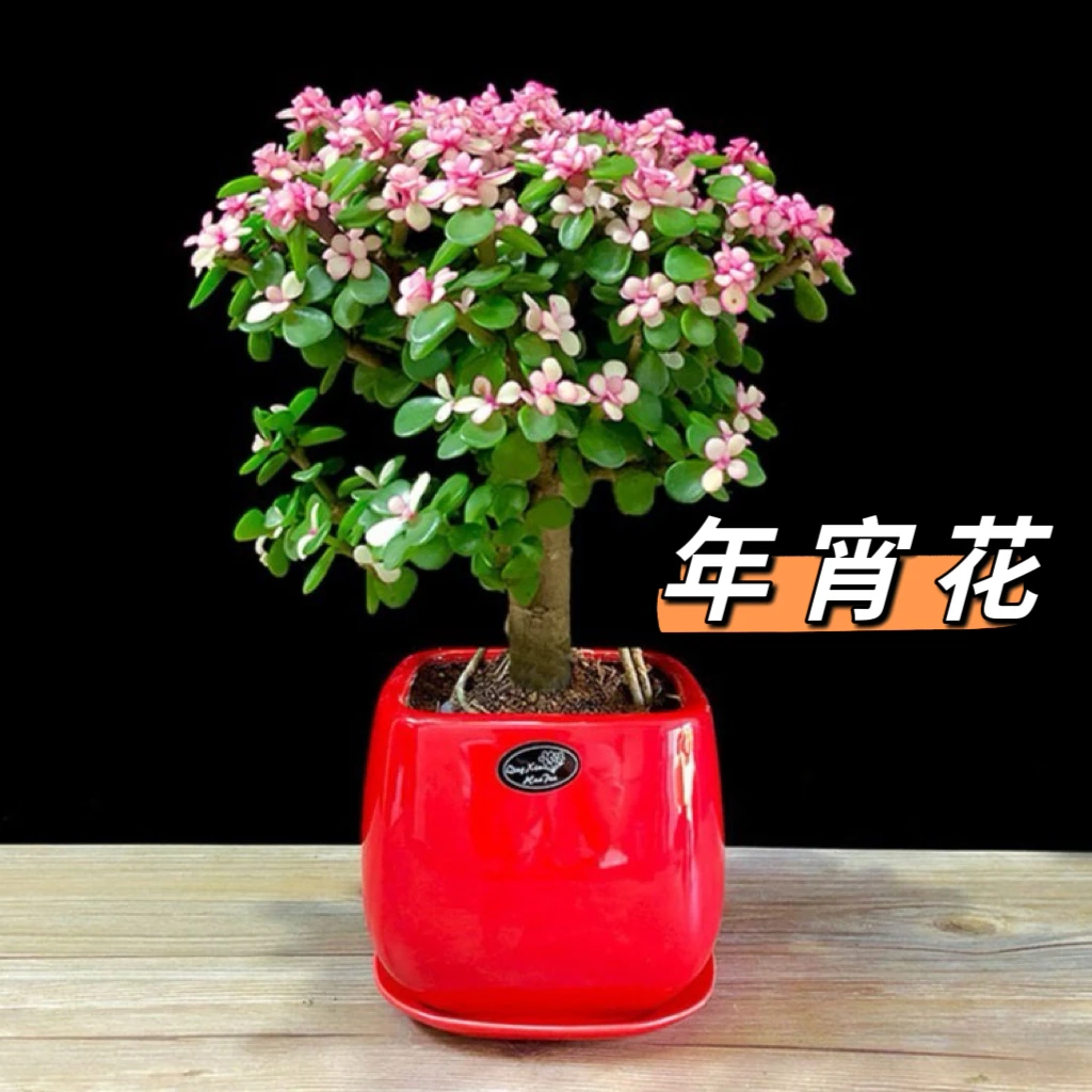 年宵花红花金枝玉叶盆栽老桩造型多肉粉色植物好养绿植肉肉花卉