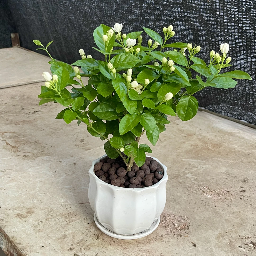香水茉莉花盆栽植物夏天开花不断好养绿植花卉苗木