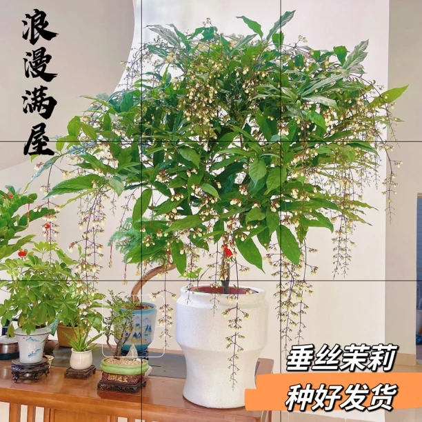 垂丝茉莉盆栽带花苞老桩客厅绿植香味四季开花泰国垂吊植物茉莉花