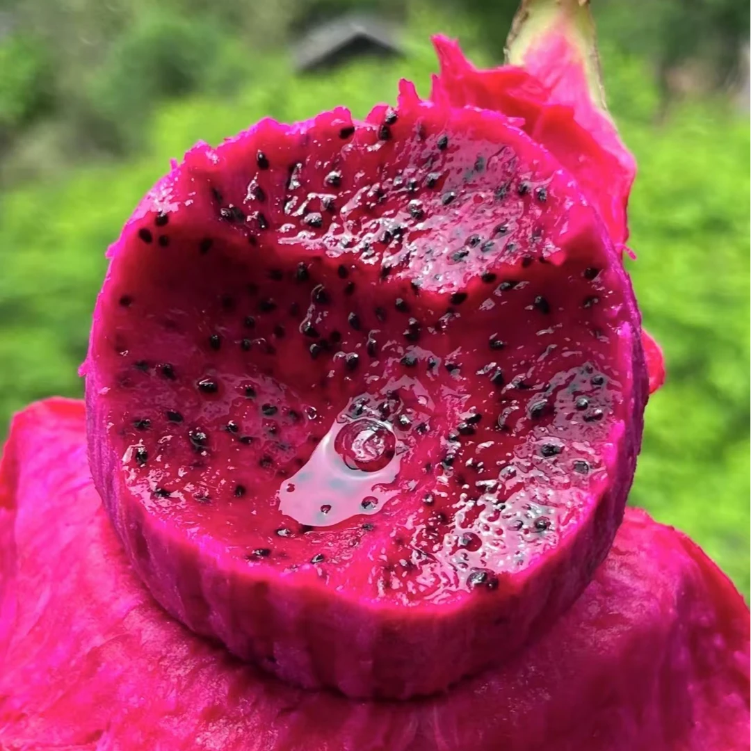 芳芳源 上海本地红心火龙果