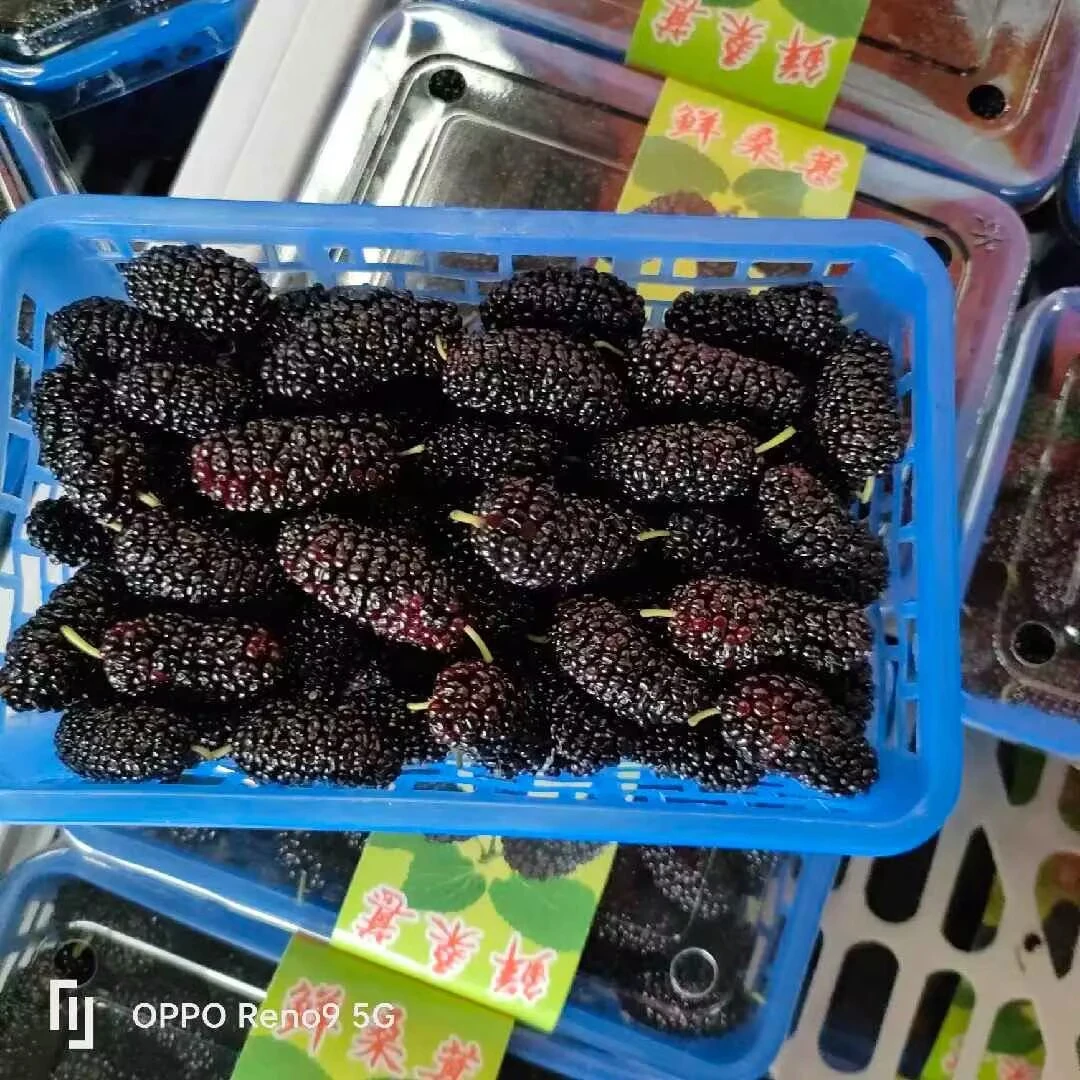新到广东桑葚  整盒9.9
