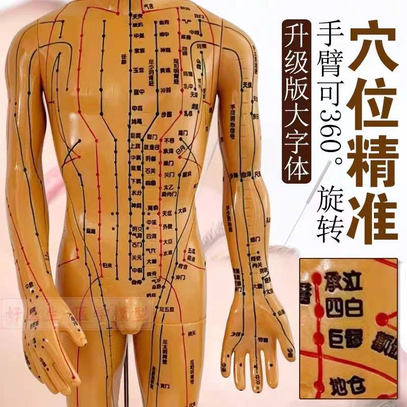 按摩穴位模型中医针灸人体经络模型高清大字体手臂旋转美容院家用
