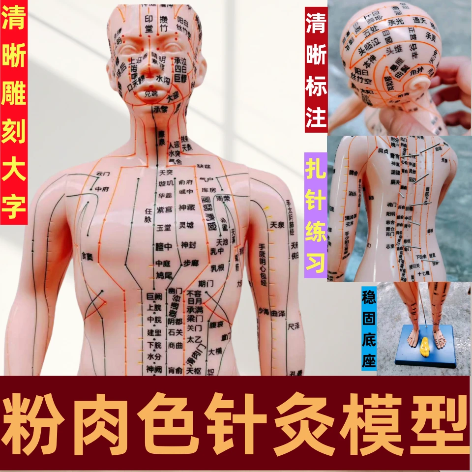 新品仿真肉粉色针灸模型男女十二经络全身小铜人人体经络穴位模型