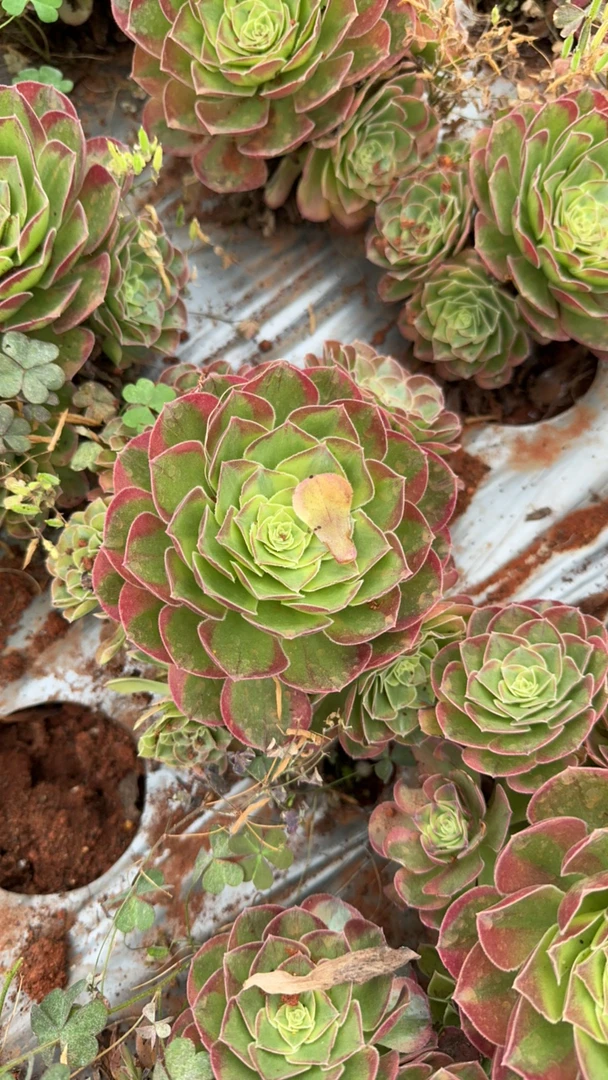 奶白锦 手捧花 多肉