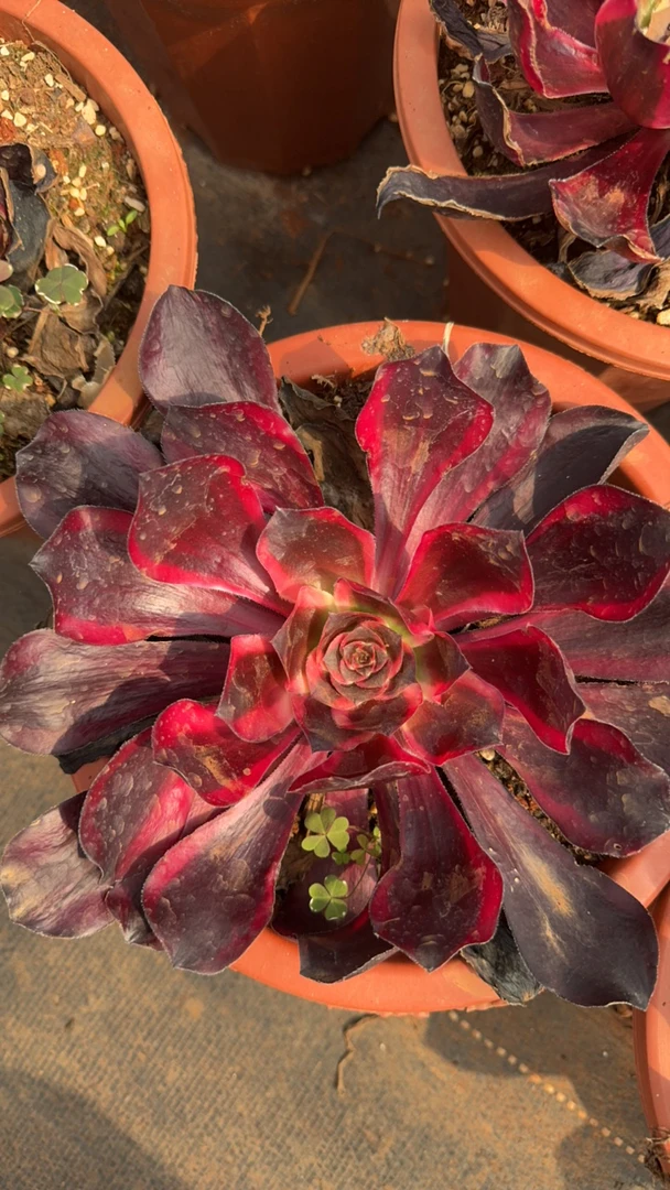 红魔女 多肉植物