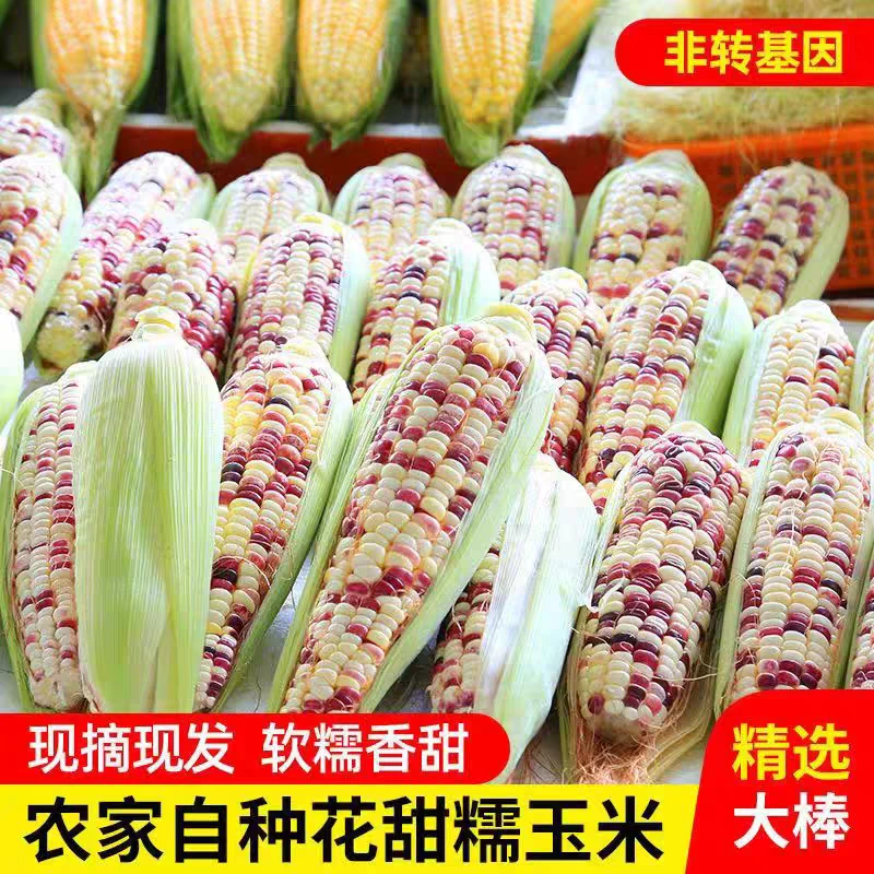 [闪电发货]新4花糯玉米现摘甜糯玉米当季低卡孕妇代餐玉米棒子