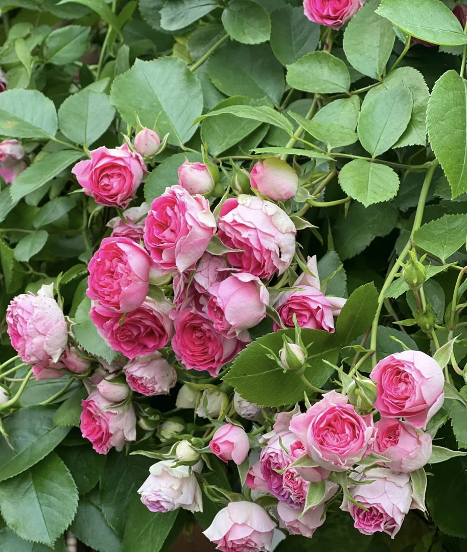 【胭脂扣】一物一拍顺丰发货棒棒糖月季垂吊感多季重复开花庭院花卉