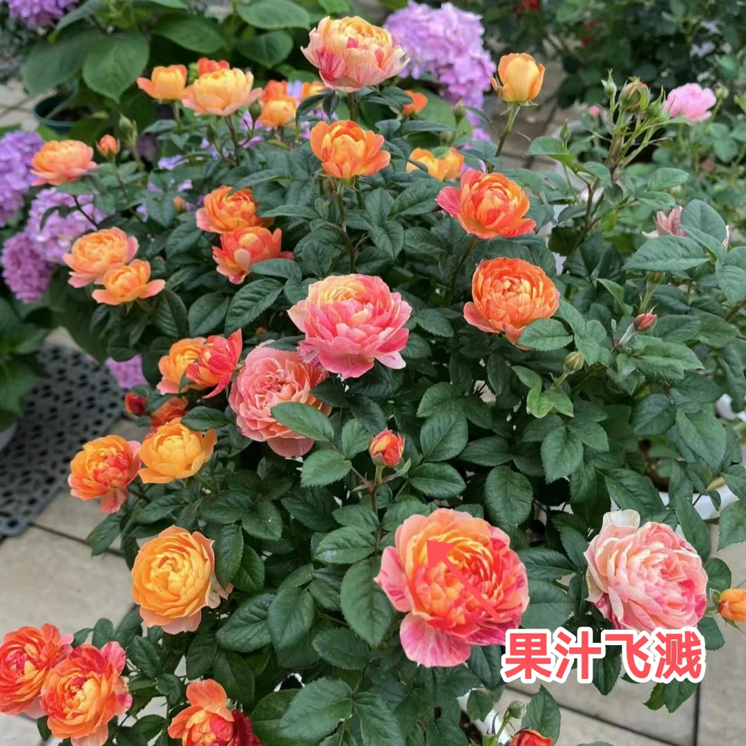 【果汁飞溅】一物一拍树桩月季棒棒糖条纹勤花多头多季节开花