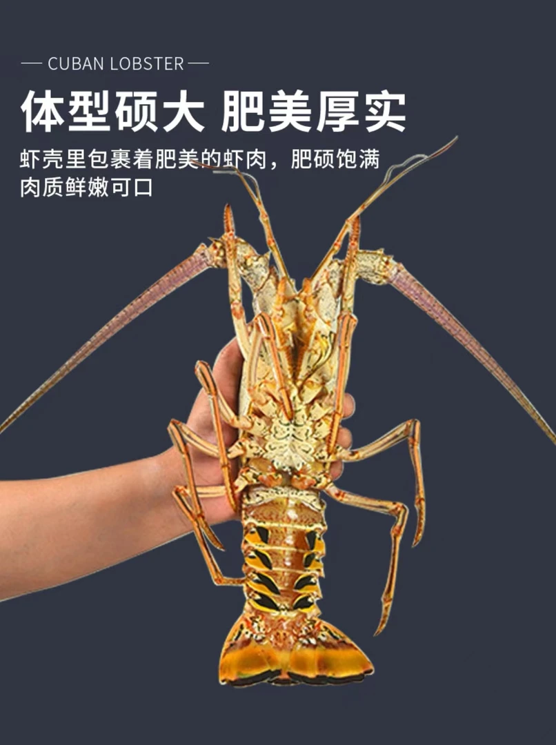 【鲜活南美洲 大古巴龙虾 包活到家】特大龙虾 顺丰空运特快