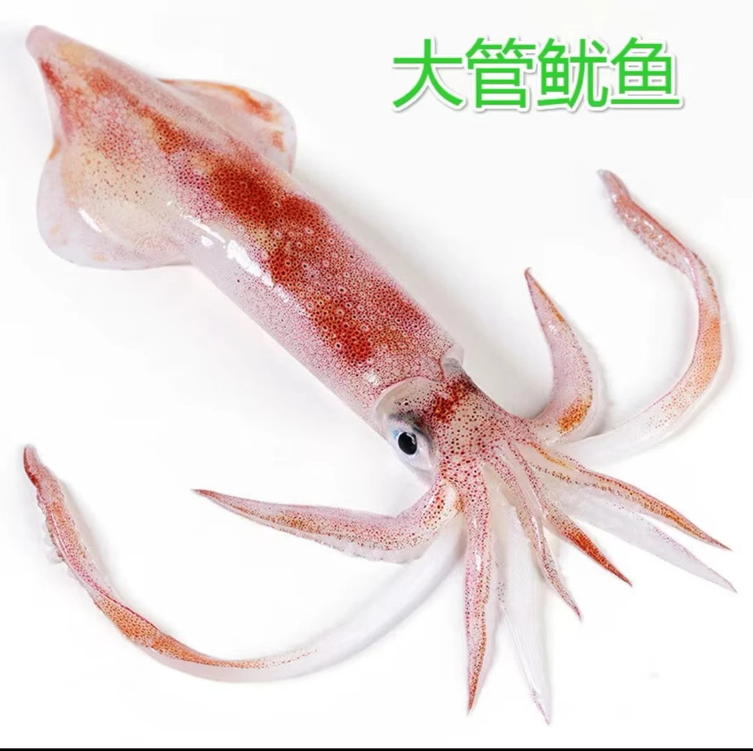 手钓大管鱿鱼 中国枪乌贼 海钓火箭鱿鱼 鲜活速冻