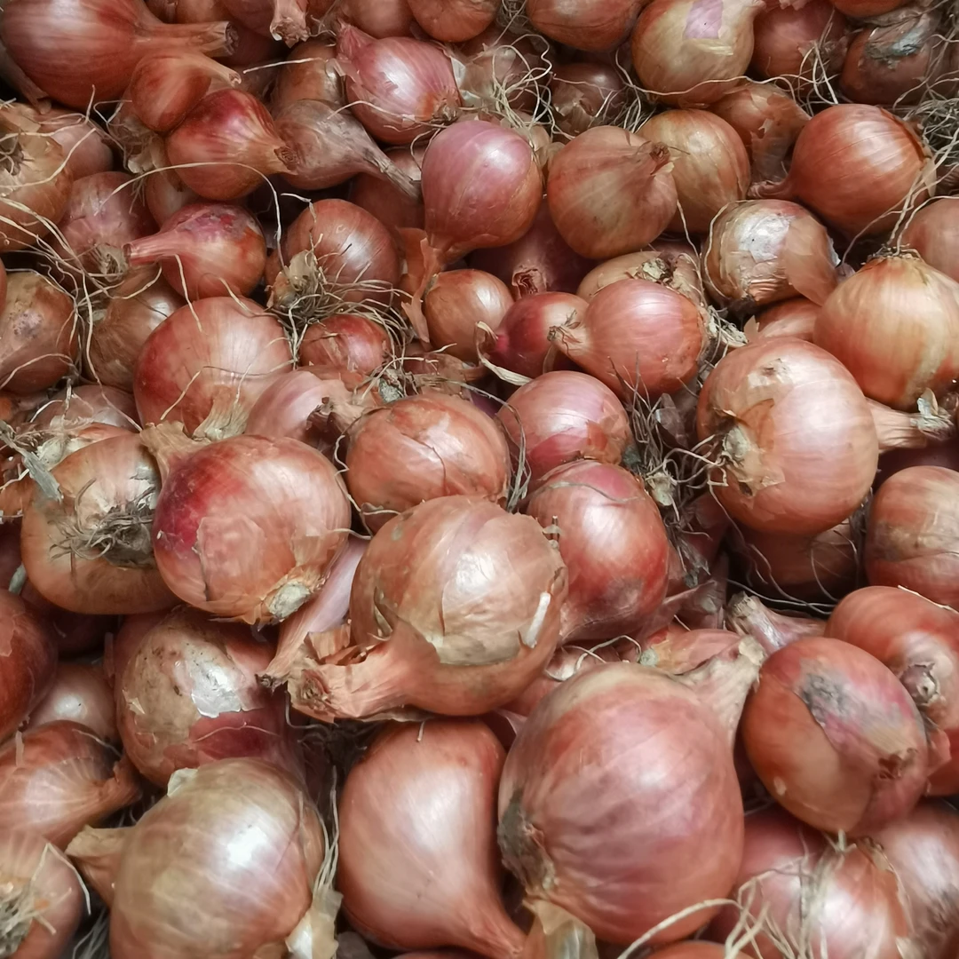 嘉荫农户无农药化肥毛葱四斤包邮