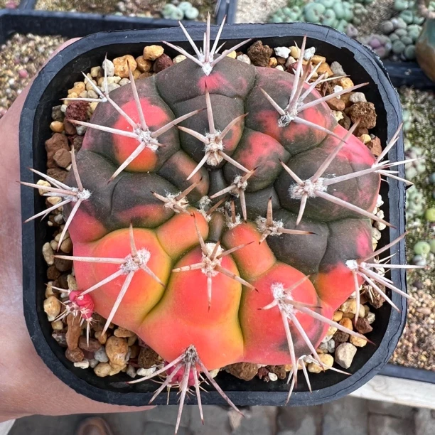 勇将丸锦，仙人球实生，一物一拍