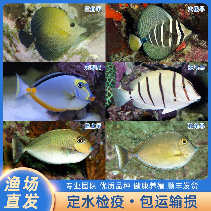 三角吊大帆吊天狗吊斑马吊蓝点吊独角吊类海水缸鱼观赏鱼定水检疫