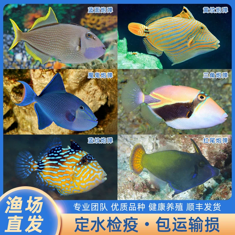 炮弹鱼魔鬼炮弹黄纹蓝面炮弹三角炮弹蓝纹炮弹红尾炮弹海水观赏鱼